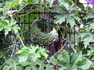 Momordica vines with ripening green-yellow fruits.