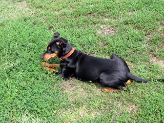 German pinscher basking in the sun on a green lawn.