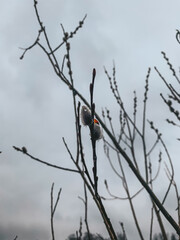 blackbird on a branch