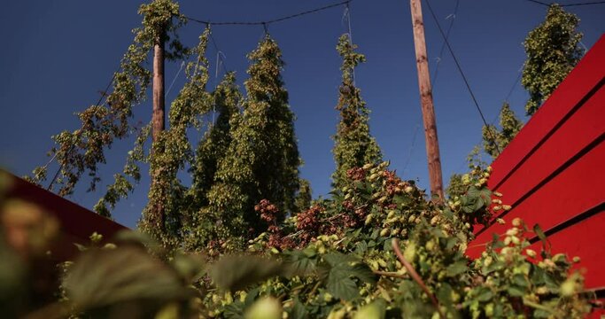Harvesting hops in the field. The hop stalks with ripe hop cones fall off on the hop trailer