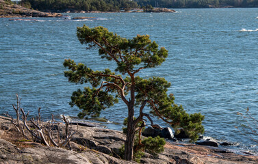 Fototapeta na wymiar Landscape from Baltic Sea