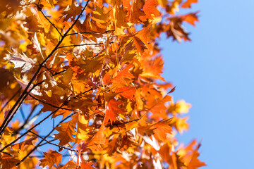 autumn leaves against blue sky