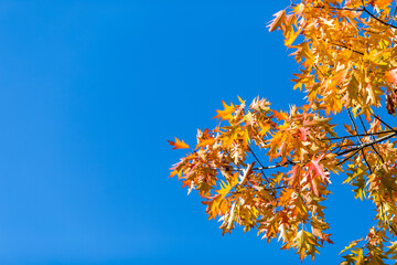 Fototapeta na wymiar autumn leaves against sky