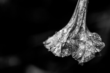 Black and white flower image with water droplets on copy space