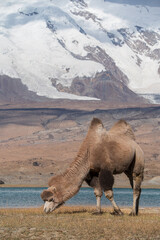 A camel with the Muztagh Ata peak in background.