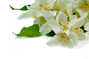 Beautiful blooming jasmine with green leaves on a white background.