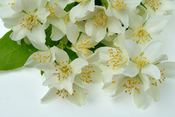 Beautiful blooming jasmine with green leaves on a white background.