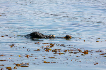  California Sea Otters Wrap themselves in Kelp to Anchor itself from the Current