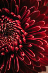 Red flower close up. Macro