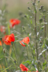Blooming red poppy flowers on a green summer meadow