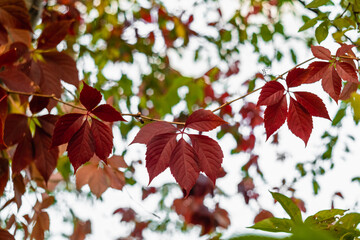Red leaves of maiden grapes on a blurred background.