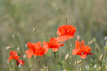 Blooming red poppy flowers on a green summer meadow