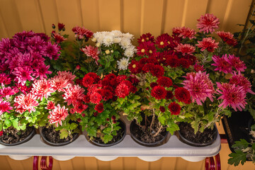 Colorful chrysanthemums in pots on the counter of a flower shop.