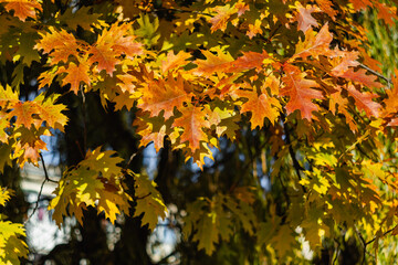 A branch with orange and yellow leaves of northern red oak. Autumn background.