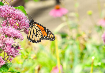 Sideview of a Monarch butterfly (Danaus plexippus) feeding on the pink flowers of Joe-Pye Weed (Eupatorium purpureum).   Copy space.   