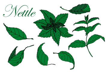 Nettle. Branch and leaves . Hand drawn. Color green sketch. Isolated white background. Engraving. For tattoos, packaging, labels