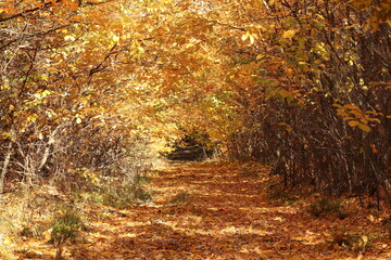 The leaves turned yellow on the trees in the fall in the forest. Yellow autumn leaves. 