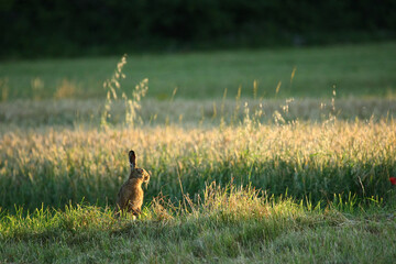 Li&egrave;vre, Lepus europaeus