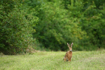 Lièvre, Lepus europaeus