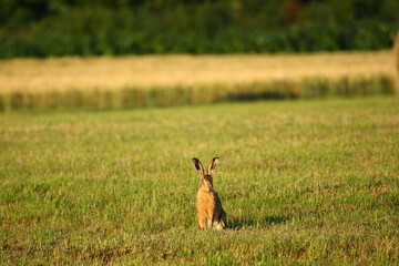 Lièvre, Lepus europaeus