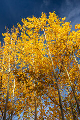 Fototapeta premium Aspen trees with yellow leaves