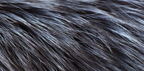 Black fox fur close up. Background of gray animal fur chinchilla, texture of fur pile. Eco-wool, eco-leather artificial fur.