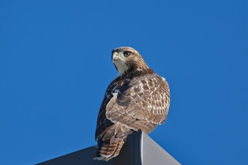 Red-Tailed Hawk on a clear sunny morning
