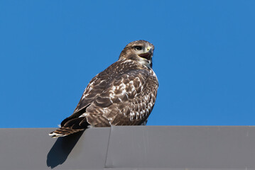 Red-Tailed Hawk on a clear sunny morning