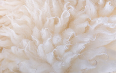Fototapeta na wymiar White animal fur. Weasel or cat hair. Fur clothes, white fur coat close up.