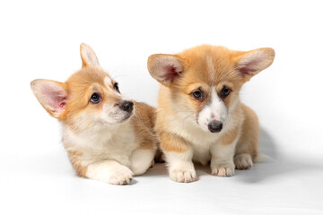 Two adorable Pembroke Welsh Corgi puppies are sitting and looking at the camera. isolated on a white background