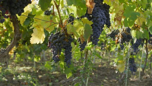 Grapes on the plantation of grapevines Blue Wine grapes on vine Autumn grapevine in Vineyards Dark skinned grapevine for red wine Sunlight Flare Magical