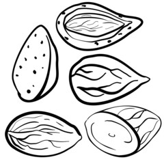 Hand drawn black and white illustration of almonds and almonds in shell. Almond milk food ingredient. Organic food, cosmetics, treatment component. Nuts logo, emblem.Health products. Nuts shop.