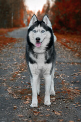 Siberian husky dog stands on the path in the autumn park