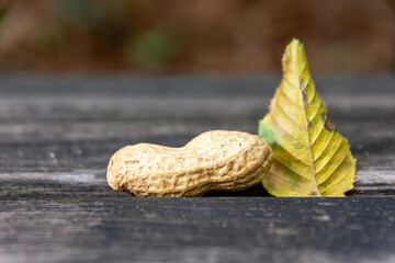Single groundnut in its shell with a yellow autumn leaf