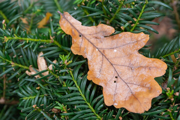 Dried withered oak leaf caught in conifer branches