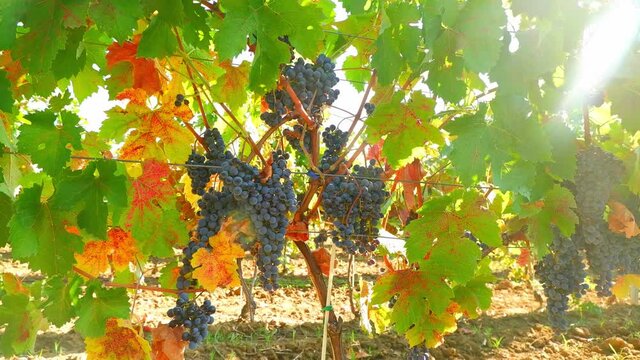 Grapes on the plantation of grapevines Blue Wine grapes on vine Autumn grapevine in Vineyards Dark skinned grapevine for red wine Sunlight Flare Magical