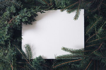 cristmas fir tree with copy space