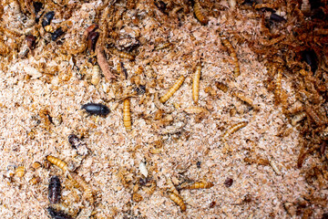 breeding of insects and larvae for food purposes. Insect larvae grow inside a sawdust nursery to be eaten. Insects to eat