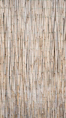 texture background with small reeds. canopy wall background