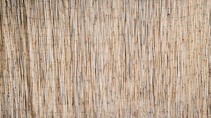 texture background with small reeds. canopy wall background