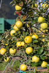 Apple orchard in Aica, South Tyrol, Italy