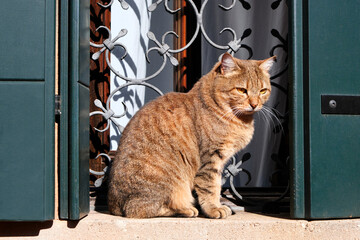 Orange ginger tabby cat sitting on stone windowsill. Historic window with dark green, tile wooden...
