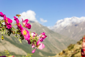A honey bee hovers above alpine rose flowers in bloom in a Himalayan valley in the Lahaul district in Himachal Pradesh, India.