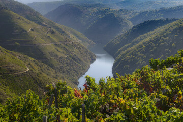 Sil river seen from a Ribeira Sacra vineyard
