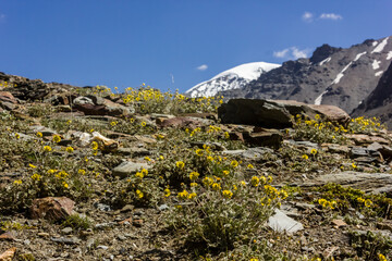 Yellow wildflowers on a green hillside on a trekking trail in the remote Zanskar valley in the Himalayan mountains in north India.