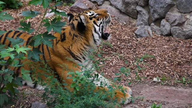 Siberian tiger yawning slow motion