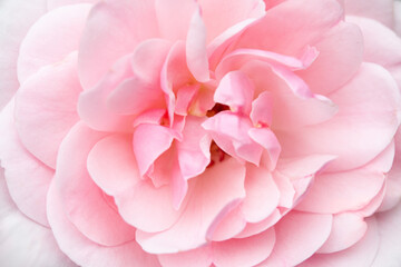 Petals of a pink rose, close-up. Pink flower background