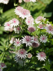 Astrantia major | Great masterwort with umbrella-shaped inflorescence, reddish bracts, pointed petals, greenish-white, shaded of pink, lobed and thooted shiny green leaves on erect stems