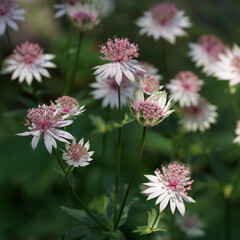 Astrantia major | Great masterwort with umbrella-shaped inflorescence, reddish bracts, pointed petals, greenish-white, shaded of pink, lobed and thooted shiny green leaves on erect stems
