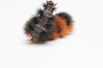 Close up of the under side of a woolly bear caterpillar